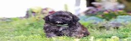 Shihpoo dogs for sale: Trocksus - Ad 3