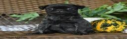 Pug dogs for sale: Truffle  - Ad 4