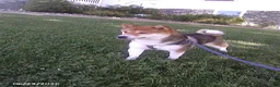 Shiba Inu dogs for sale: Sherri - Ad 3