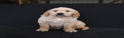 Golden Retriever dogs for sale: Robin  - Ad 1