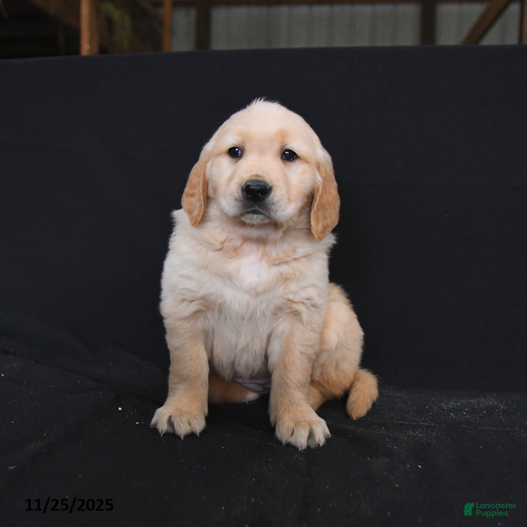 Golden Retriever dogs for sale: Robin  - Ad 1