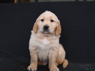 Golden Retriever dogs Robin - Ad 8