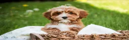 Cavapoo dogs for sale: Harper - Ad 1