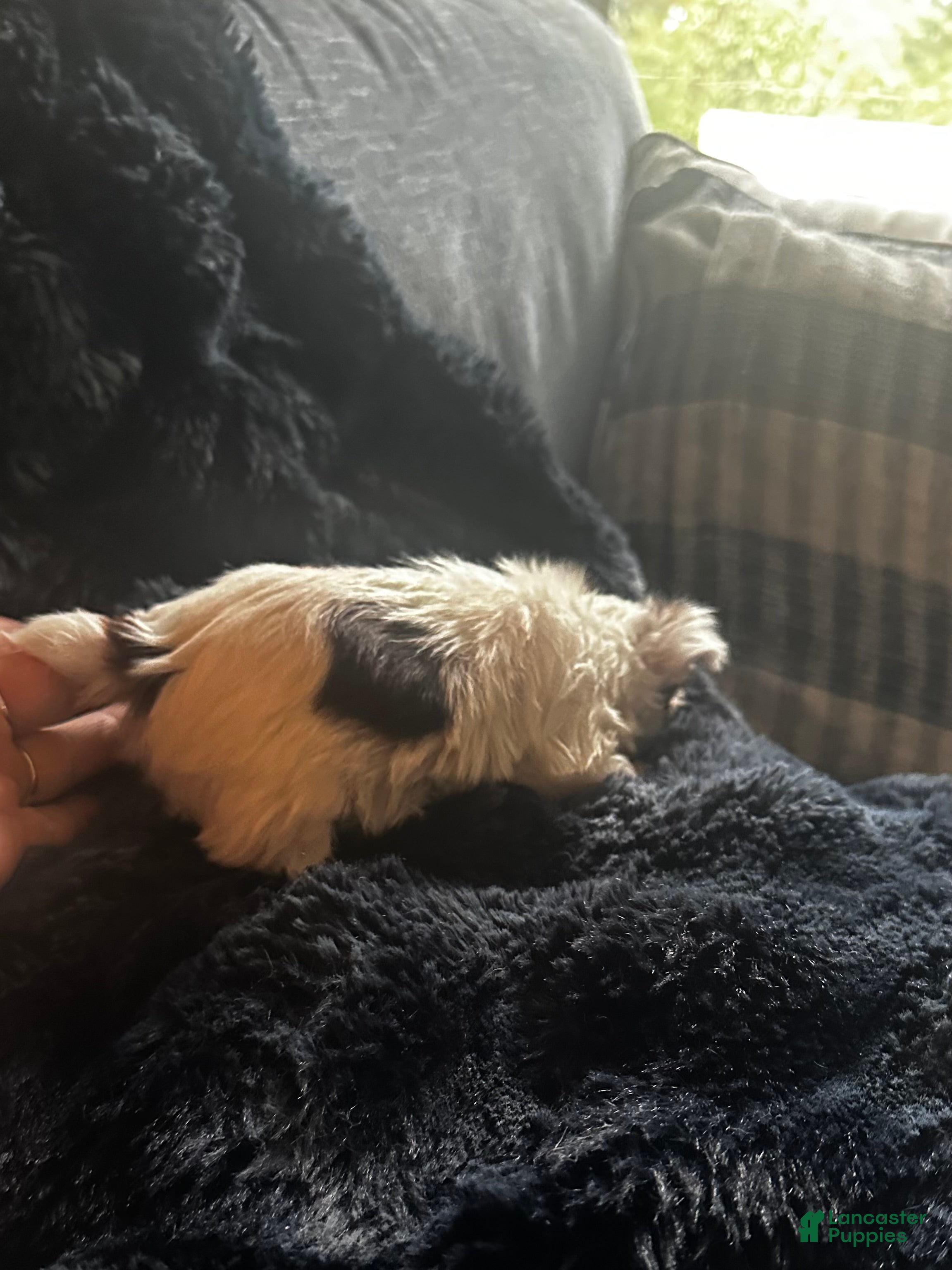 Yorkshire Terrier dogs AKC Woody - Ad 2