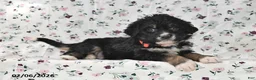 Bernedoodle dogs for sale: Asher - Ad 5