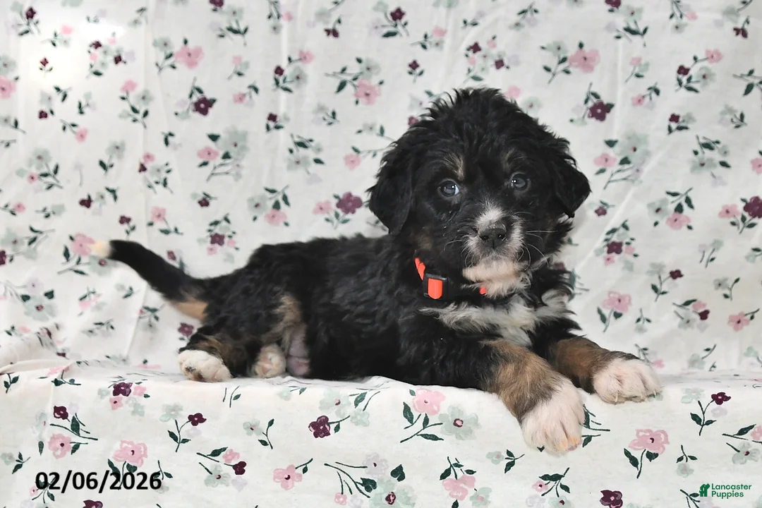 Bernedoodle dogs for sale: Asher - Ad 5