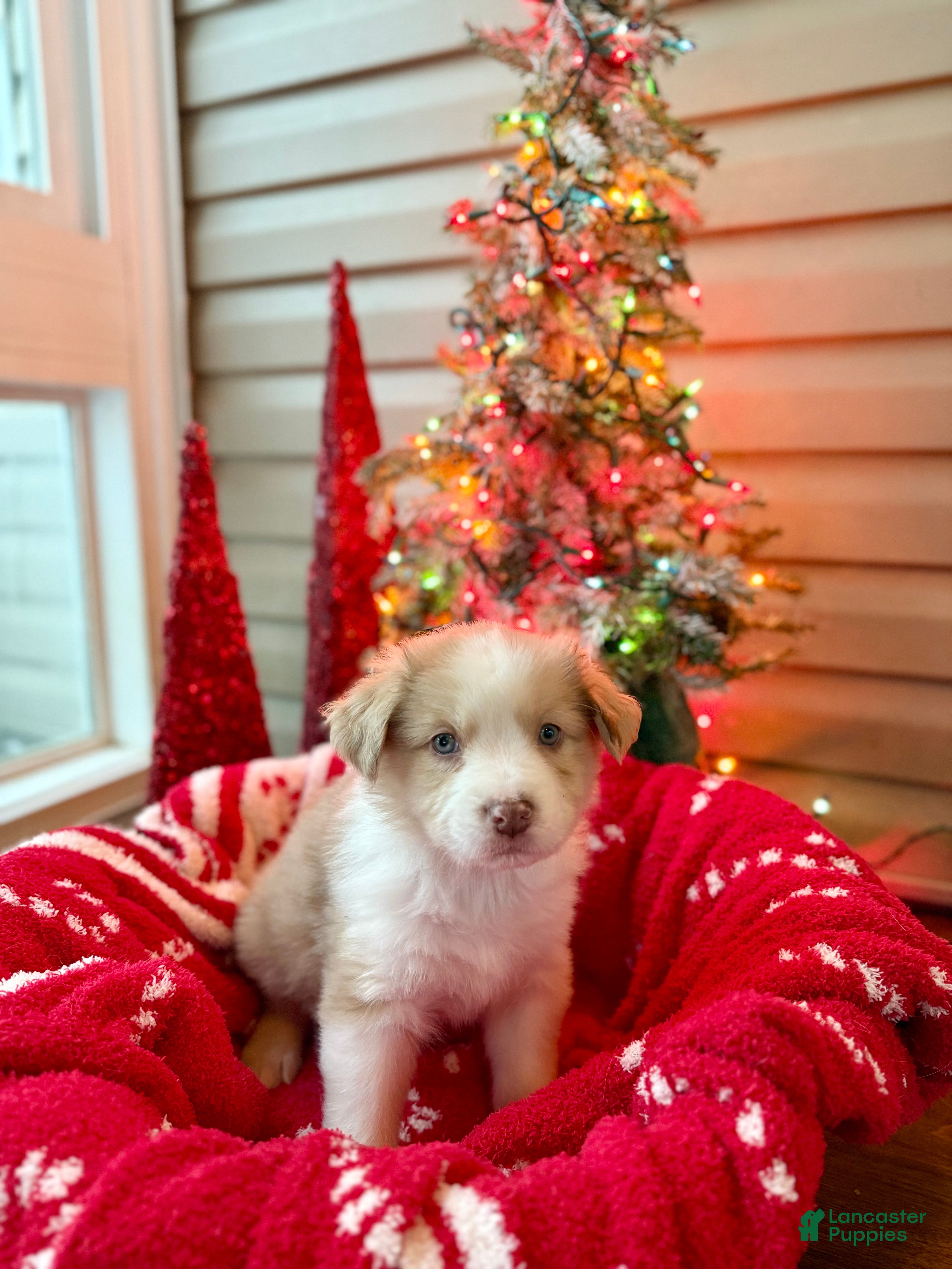 Mixed Breed dogs Nemo - Ad 26