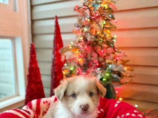 Mixed Breed dogs Nemo - Ad 24