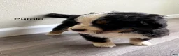 Bernedoodle dogs for sale: Purple - Female - Ad 1