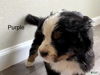 Bernedoodle dogs for sale: Purple - Female - Ad 2