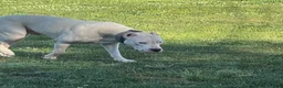 Dogo Argentino dogs for sale: Pink - Ad 9