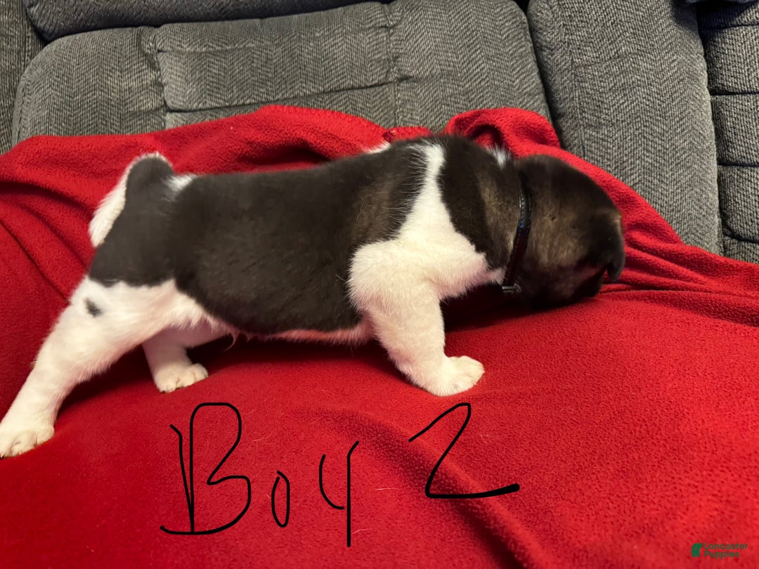 Akita dogs for sale: Akita Puppy 2 - Ad 6