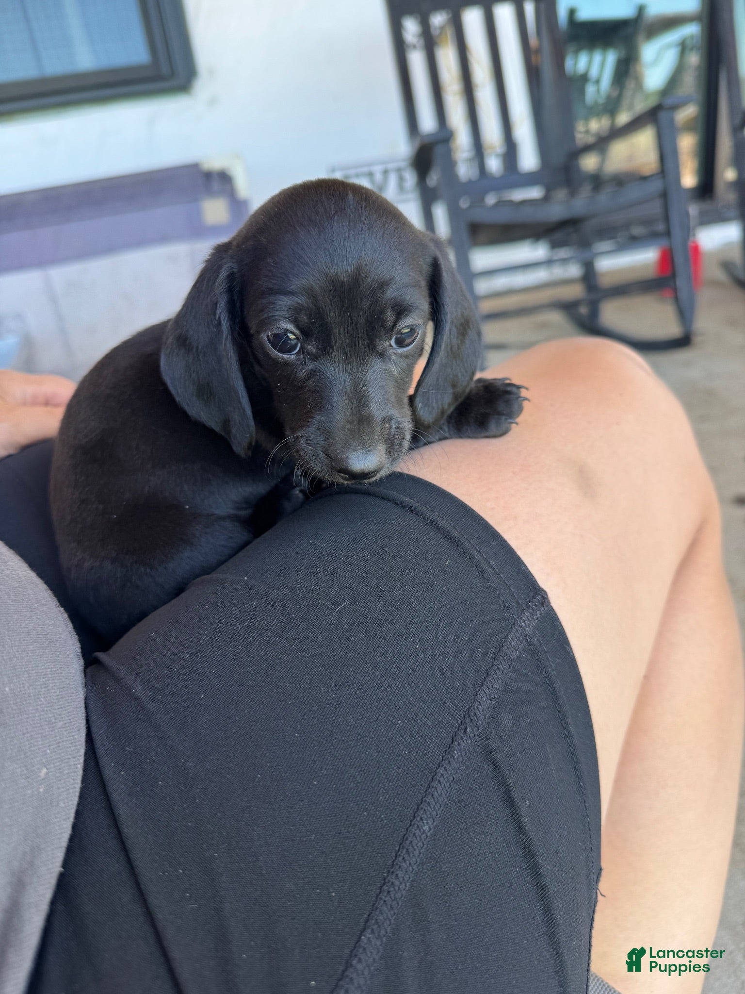 Miniature Dachshund dogs for sale: Miniature Dachshund 1 - Ad 1