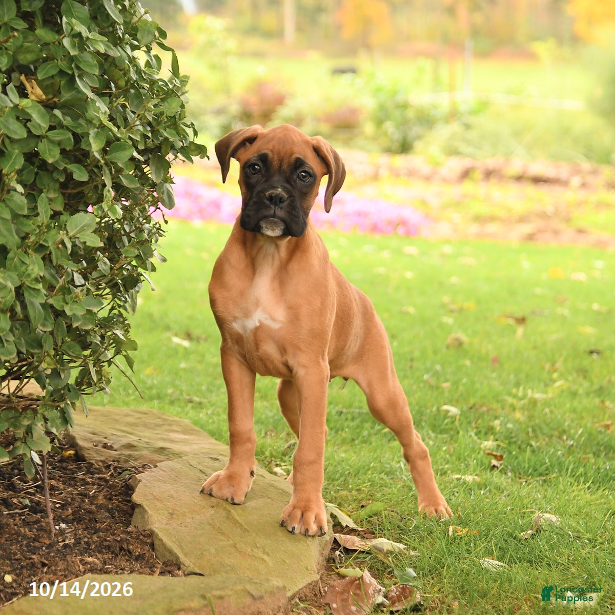 Boxer dogs London - Ad 1