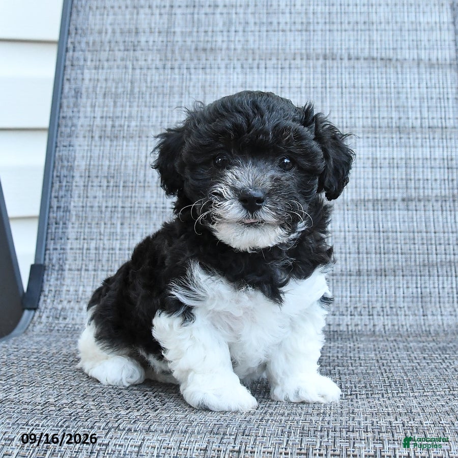 Havapoo dogs Annie - Ad 1