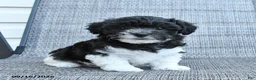 Havapoo dogs for sale: Annie - Ad 1