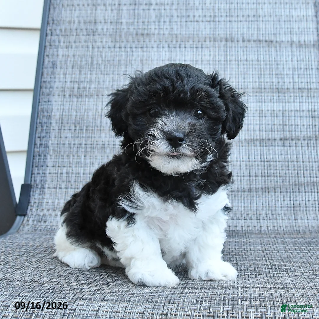 Havapoo dogs for sale: Annie - Ad 1