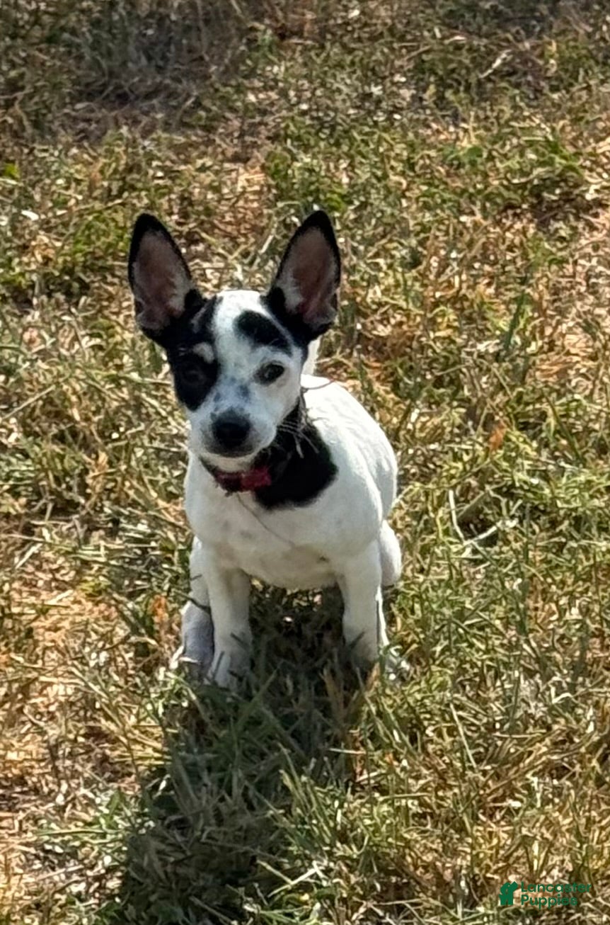 Chihuahua dogs Flower - Ad 1