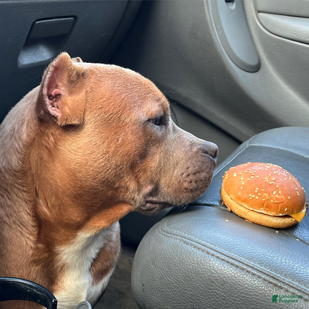 American Bully dogs for sale: Goten - American Bully Neutered - Ad 2