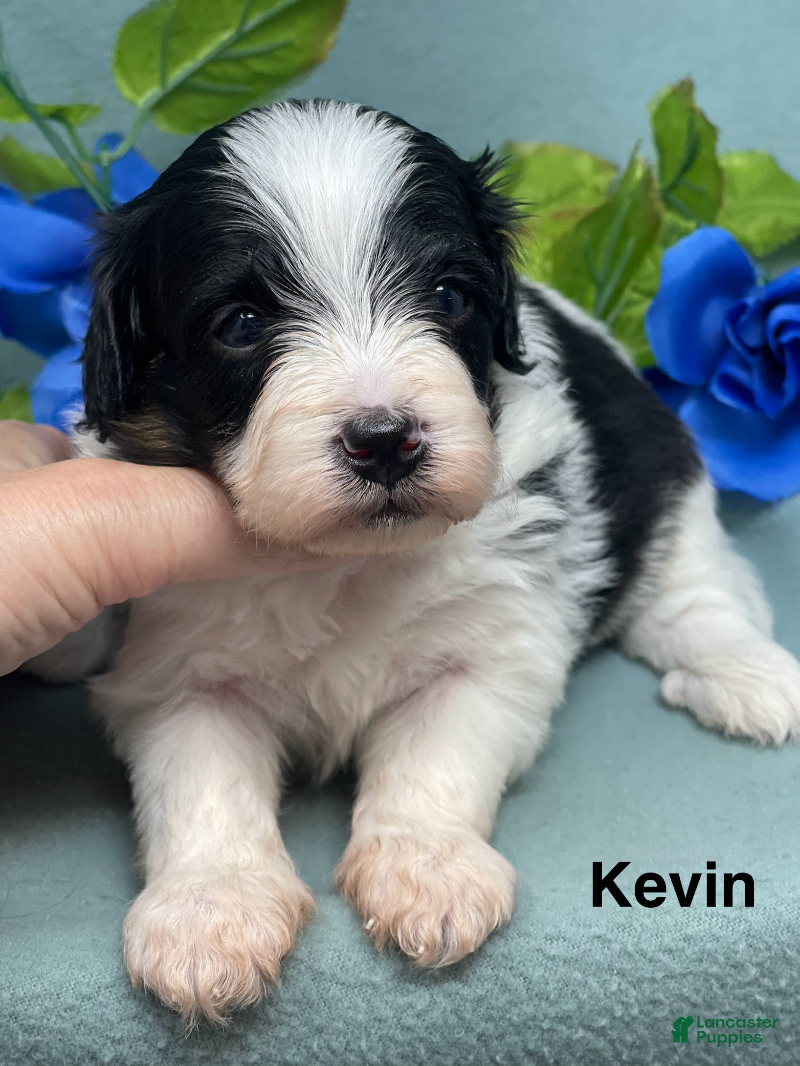 Mixed Breed dogs Kevin - Ad 6