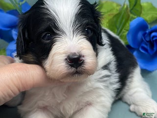 Mixed Breed dogs Kevin - Ad 9