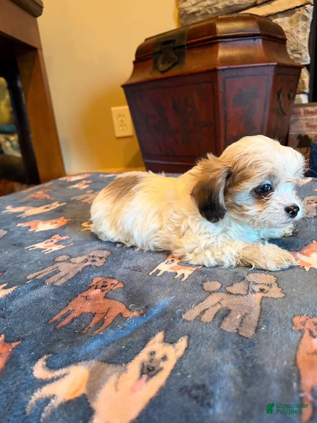 Shihpoo dogs for sale: Teila - Ad 1