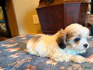 Shihpoo dogs Teila - Ad 36