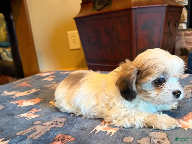 Shihpoo dogs Teila - Ad 23