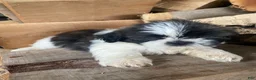 Shih Tzu dogs for sale: Leo - Ad 10