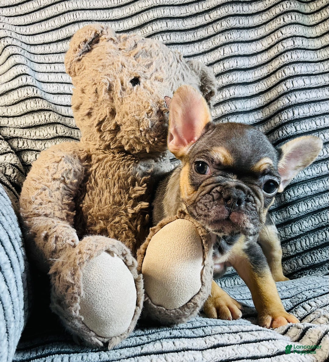 French Bulldog dogs for sale: Max  - Ad 6