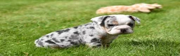 Beabull dogs for sale: Zelda - Ad 3