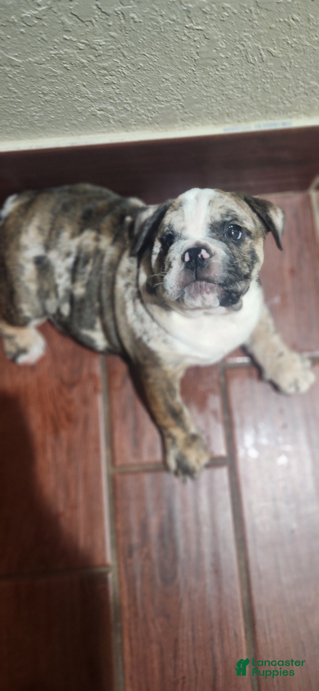 English Bulldog dogs for sale: English Bulldog Puppy - Ad 5