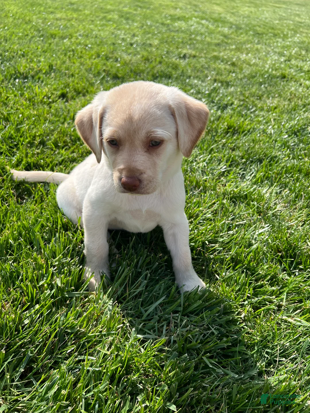 Labrador Retriever dogs for sale: Poppy (Lime Green Collar) - Ad 2
