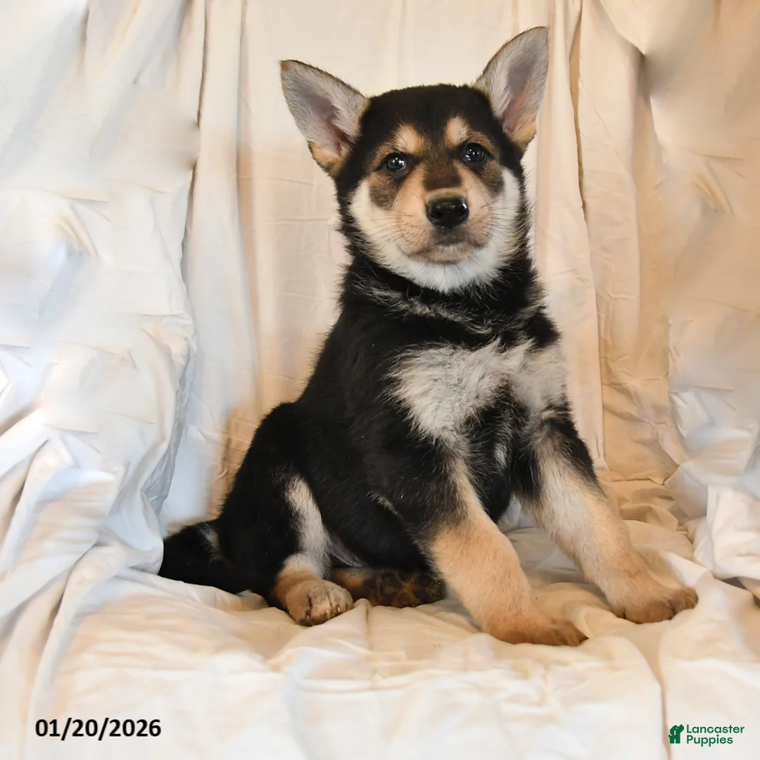 German Shepherd dogs for sale: Zeus - Ad 2