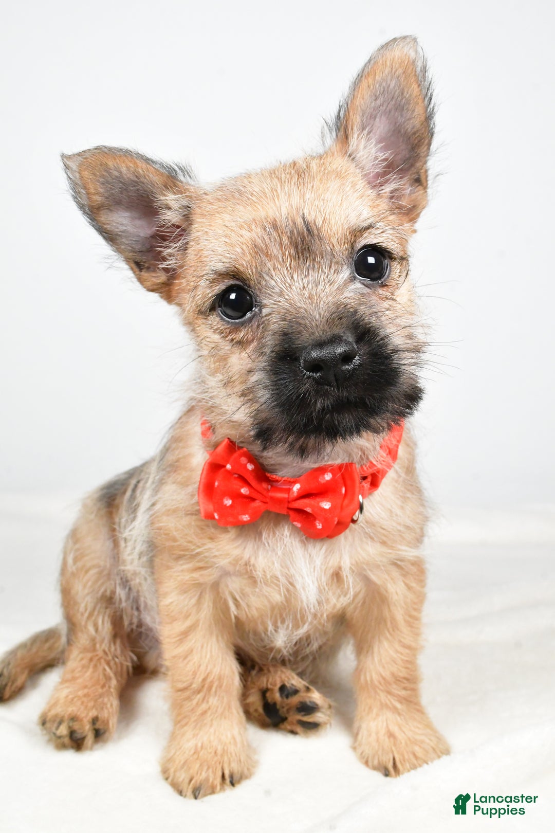 Cairn Terrier dogs for sale: Tristan - Ad 6