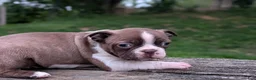Boston Terrier dogs for sale: Parker - Ad 1