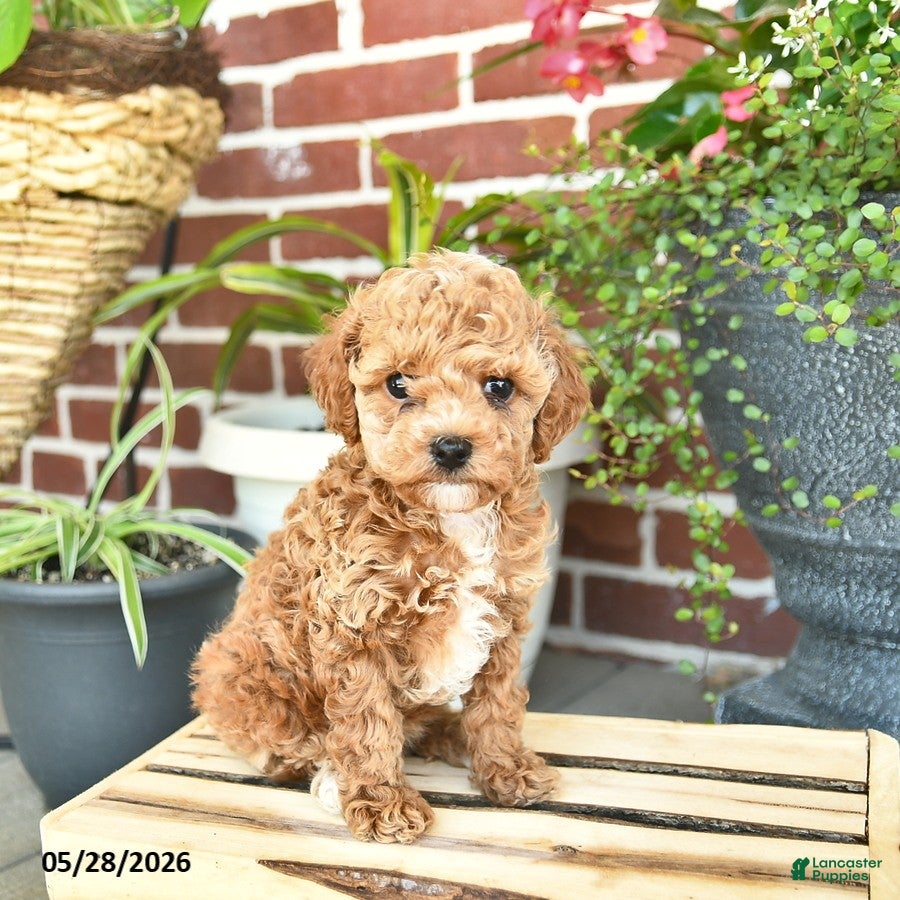 Toy Poodle dogs Jade  - Ad 1