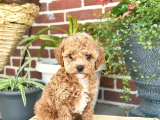 Toy Poodle dogs for sale: Jade - Ad 2