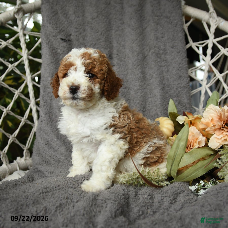 Goldendoodle dogs Hector - Ad 1