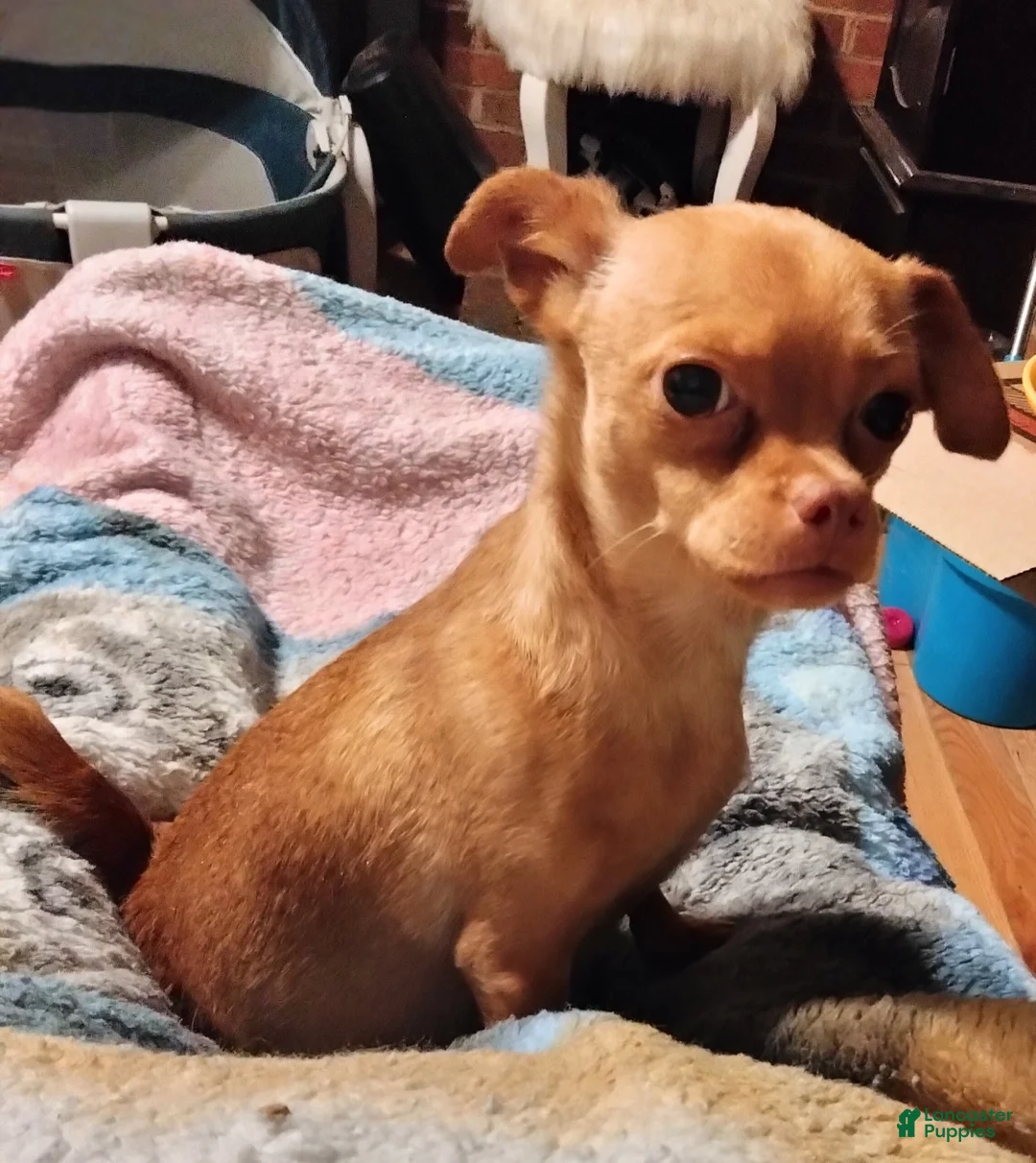 Chihuahua dogs for sale: Rowan - Ad 4