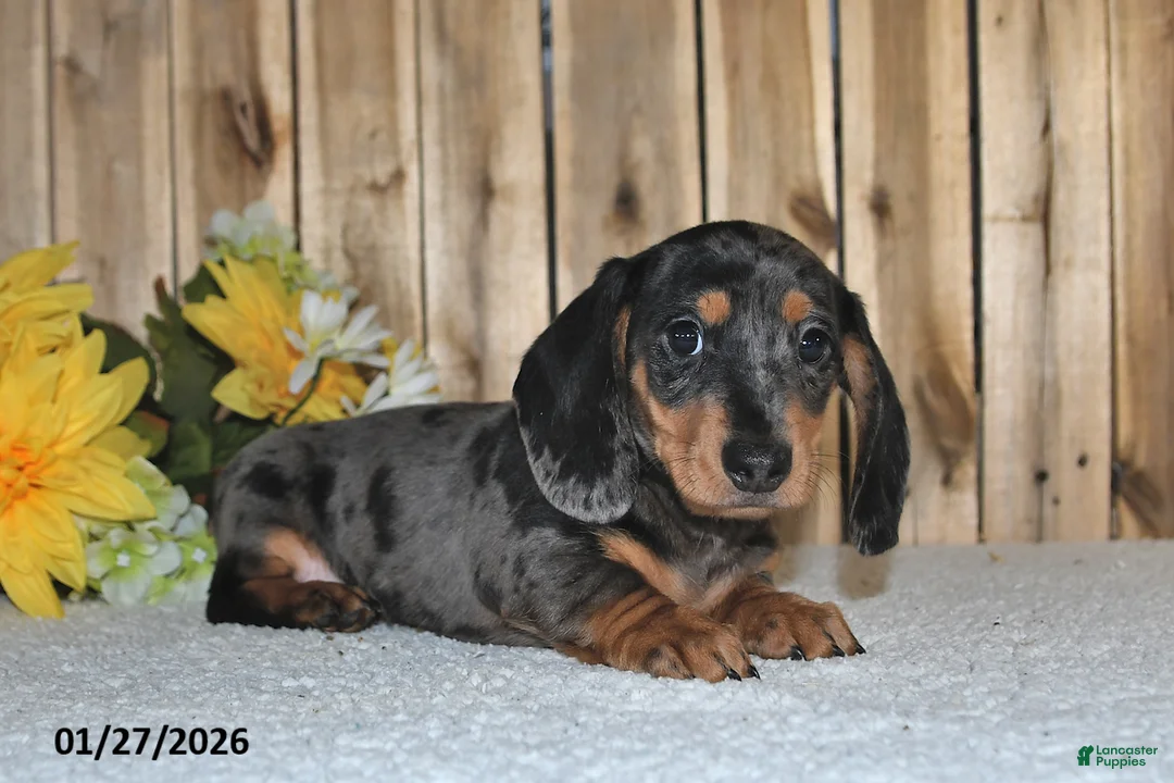 Miniature Dachshund dogs for sale: Walter - Ad 5