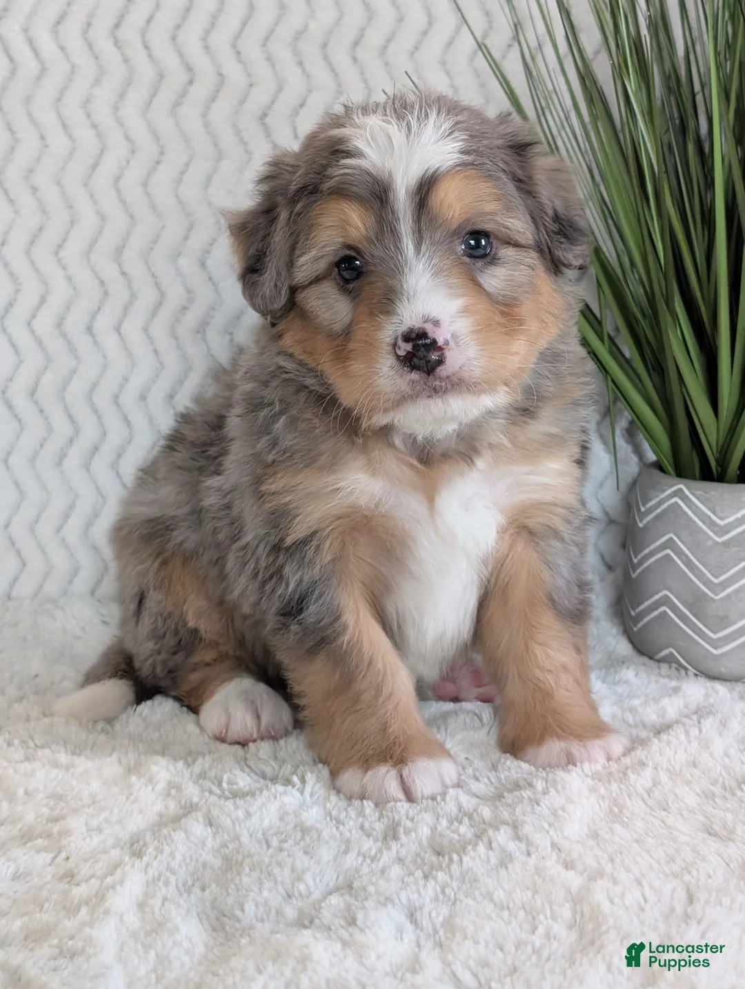 Mini Bernedoodle dogs for sale: Mini Dusty  - Ad 3