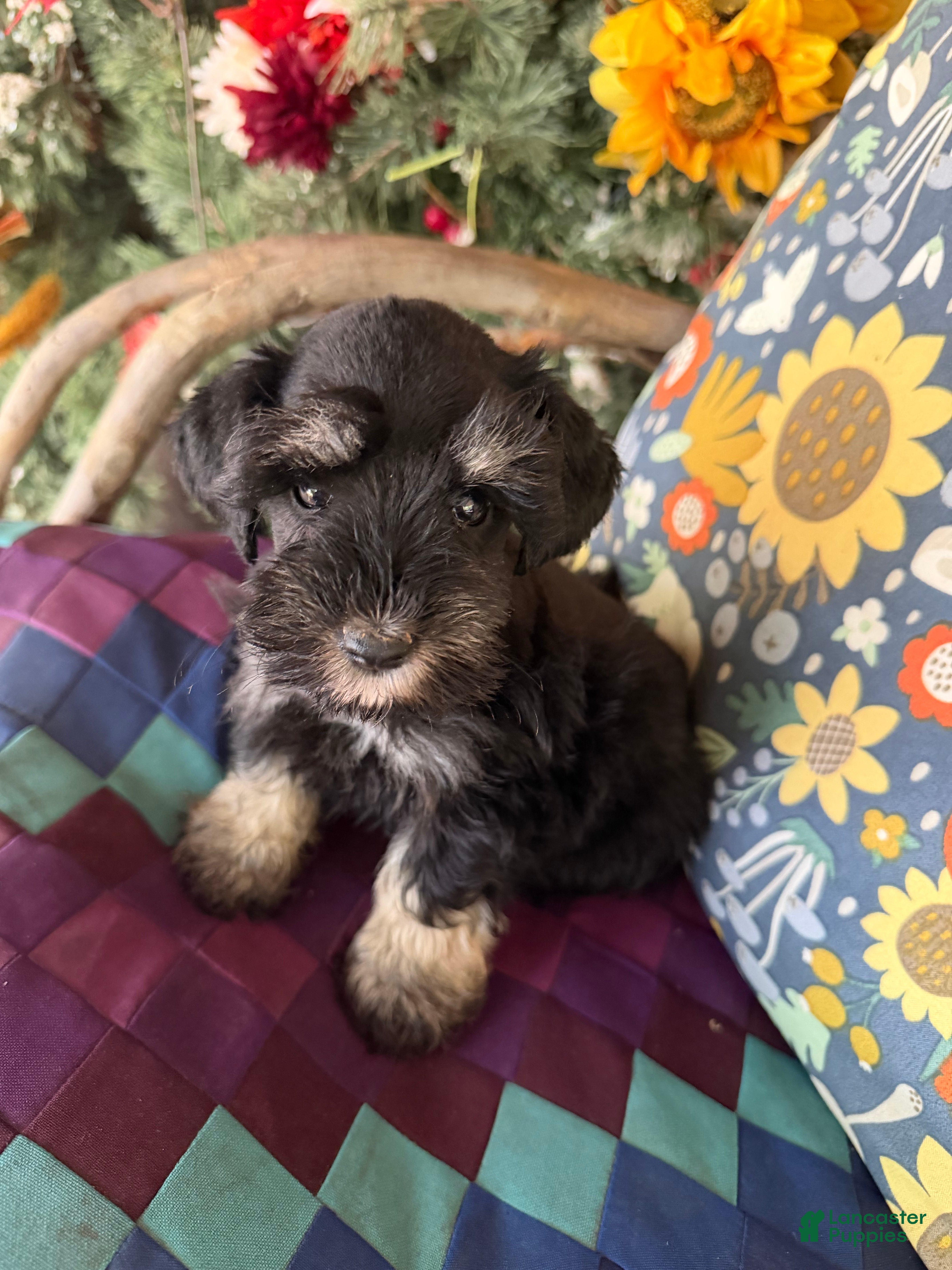 Miniature Schnauzer dogs Miniature Schnauzer 6 - Ad 31