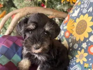 Miniature Schnauzer dogs Miniature Schnauzer 6 - Ad 31