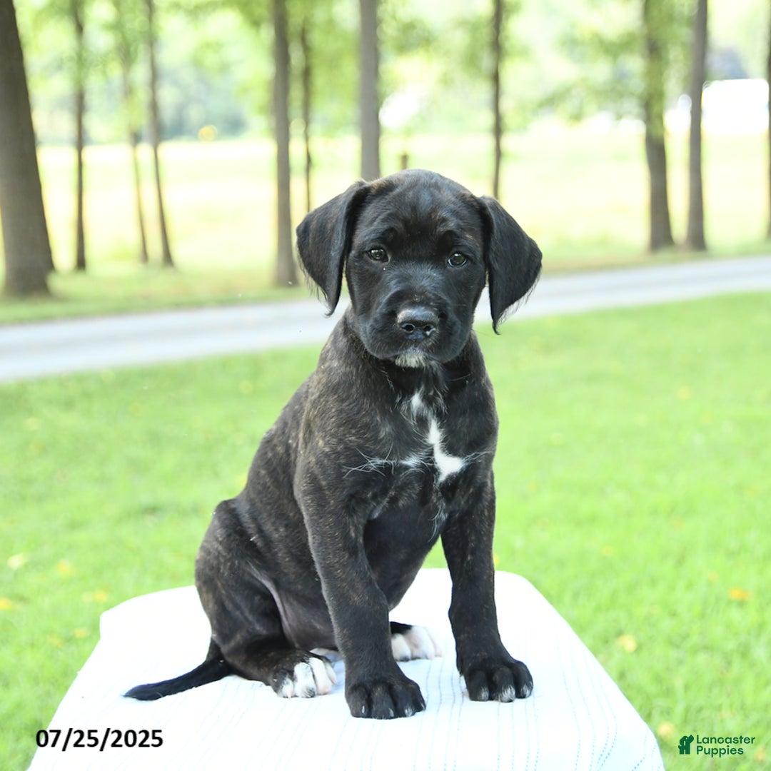 Dane Mix Puppy Boxane Puppies For Sale Near Me Mixed Breed Great