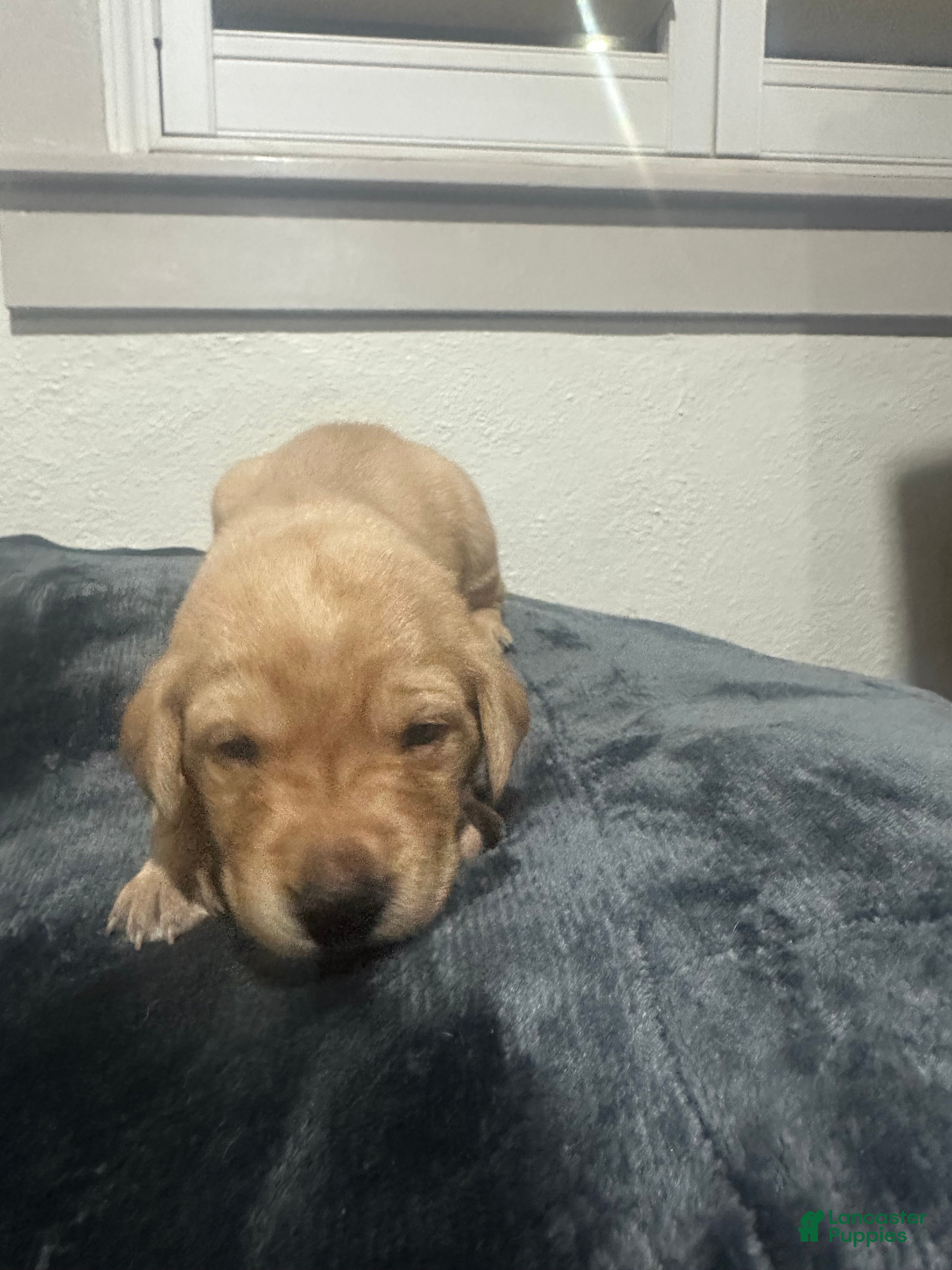 Labrador Retriever dogs Kyle - Ad 15