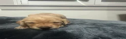 Labrador Retriever dogs for sale: Kyle - Ad 1