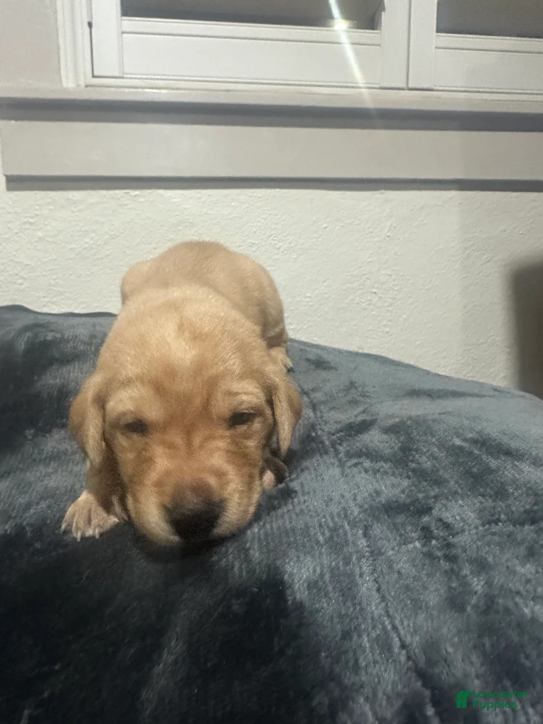 Labrador Retriever dogs for sale: Kyle - Ad 1