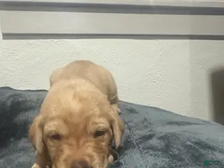 Labrador Retriever dogs for sale: Kyle - Ad 3