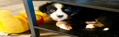 Mixed Breed 3